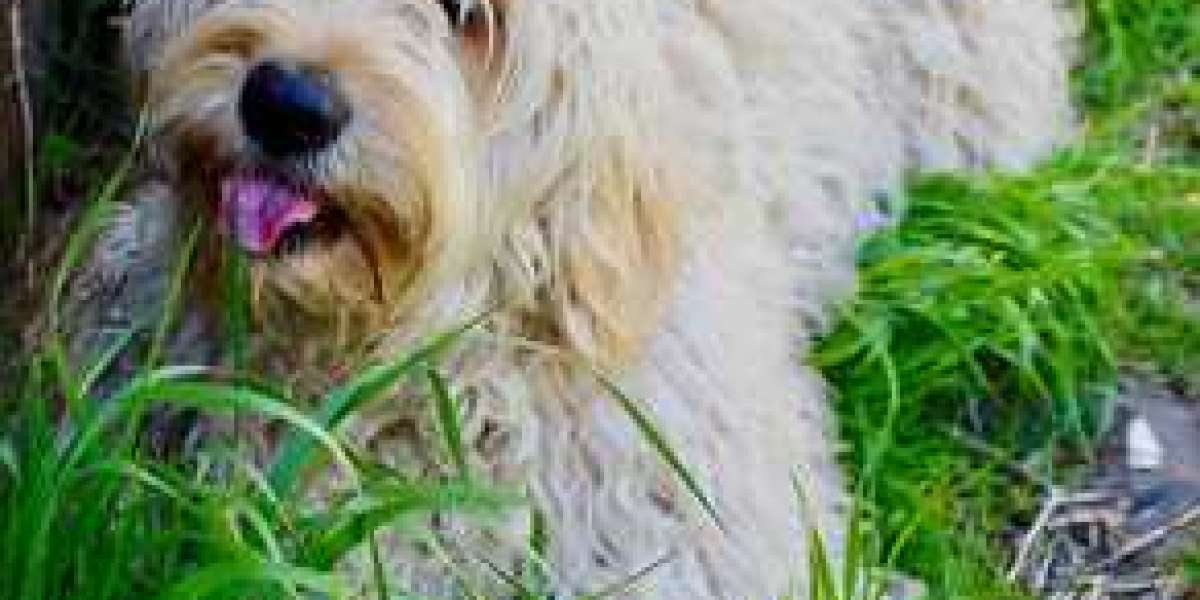 Tips to Take Care of Your Australian Bernedoodle Puppies