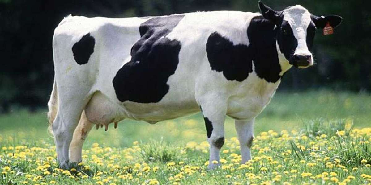 Vechur cow milk and its medicinal value